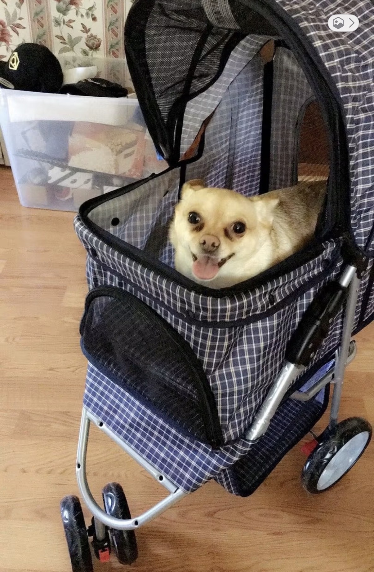 Mojo smiling from his blue plaid carriage