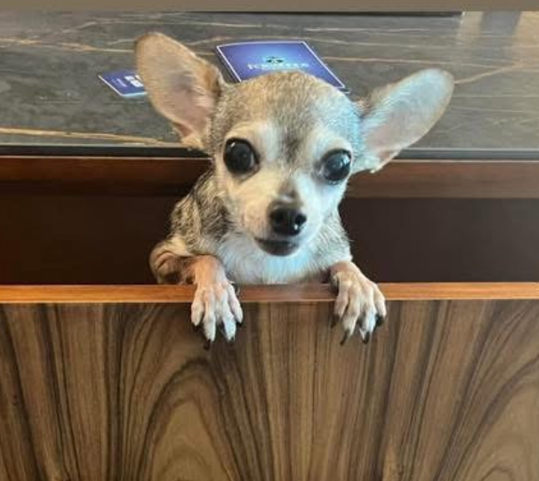 Lulu peeking over a wooden ledge with her little paws