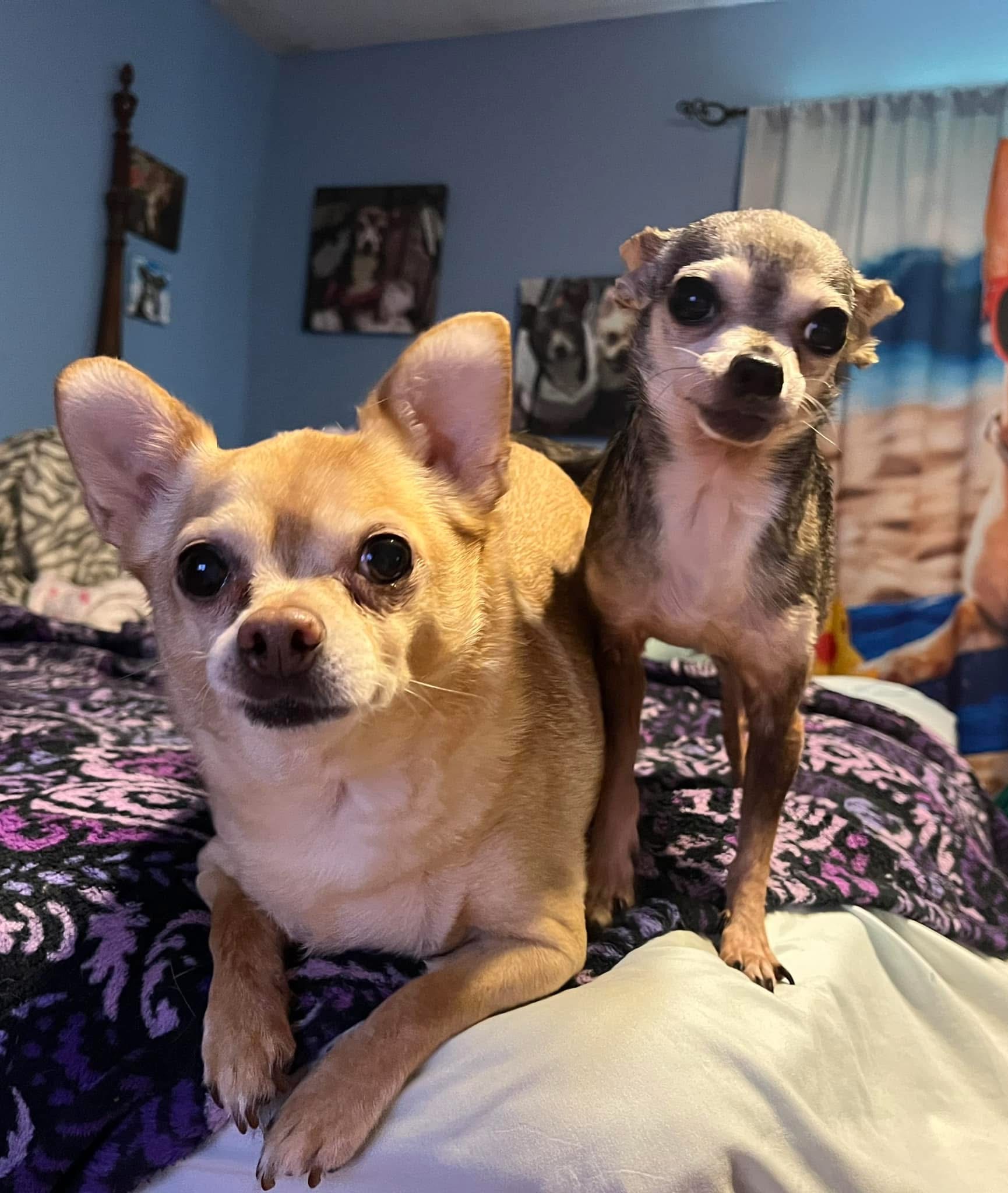 Mojo and Lulu together, showing their size difference