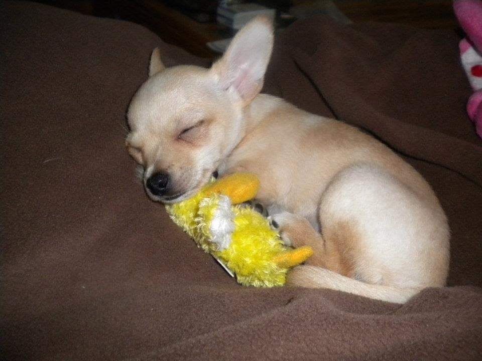 Mojo as a sleepy puppy cuddling a yellow toy